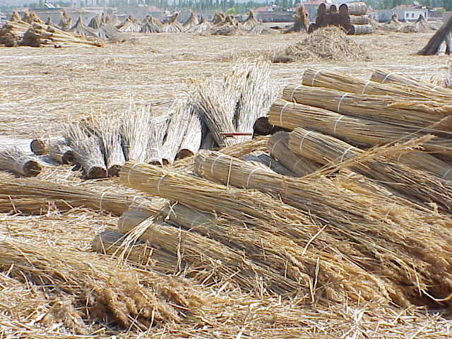 	Reeds harvested for thatch	Sultan Saziligi	Cappadocia